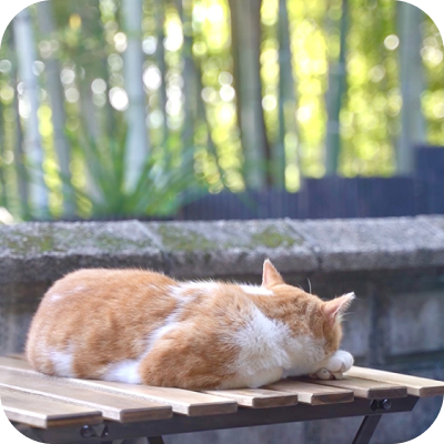 くつろぐねこの写真