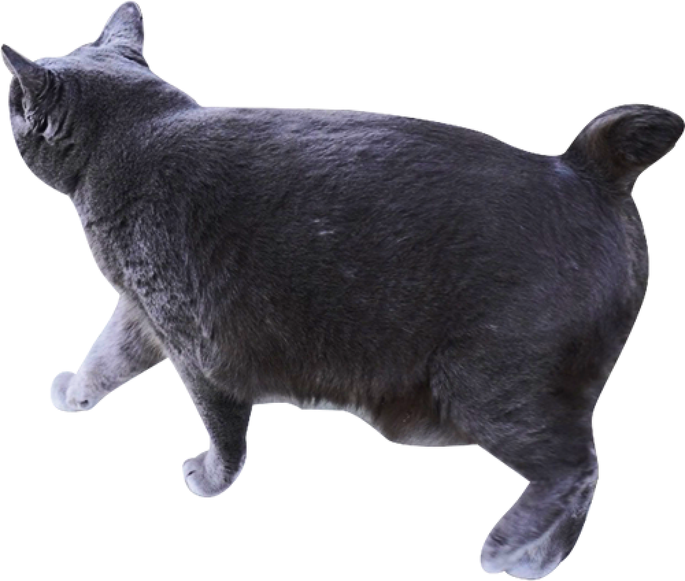 グレー柄のねこの画像