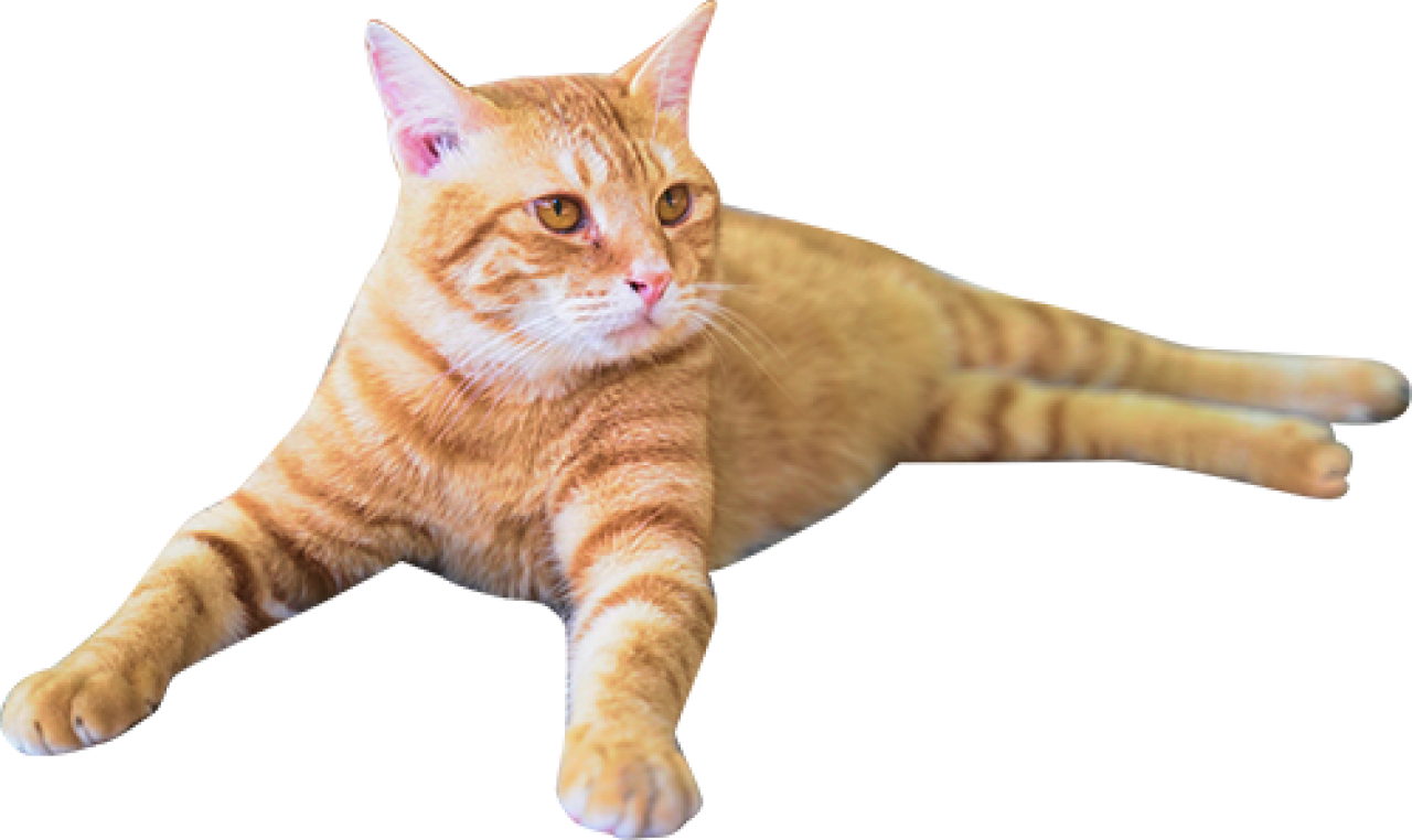 タビー柄のねこの画像